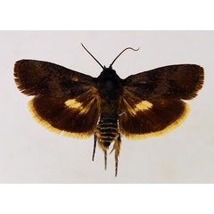 /filer/webapps/moths/media/images/Q/quiris_Archaotychia_AF_TMSA.jpg