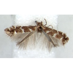 /filer/webapps/moths/media/images/L/lantanae_Phyllonorycter_AF_BMNH.jpg