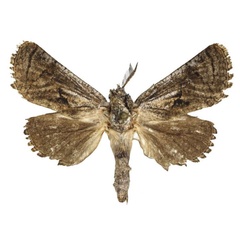 /filer/webapps/moths/media/images/N/naumanni_Meyoarabiella_PTM_MWM.jpg