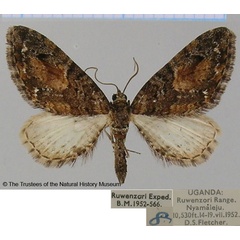 /filer/webapps/moths/media/images/E/edwardsi_Eupithecia_AF_BMNH.jpg