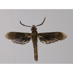 /filer/webapps/moths/media/images/L/longipes_Alonina_AM_RMCA.jpg
