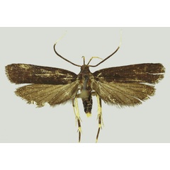 /filer/webapps/moths/media/images/R/ruicheensis_Ptilothyris_HT_SDEI.jpg