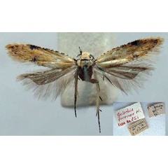 /filer/webapps/moths/media/images/F/fecunda_Gelechia_HT_TMSA.jpg