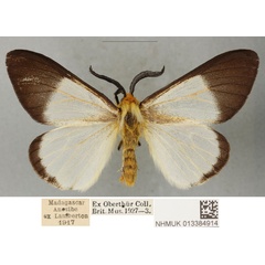 /filer/webapps/moths/media/images/A/anisobeana_Coenostegia_PLTM_BMNH.jpg