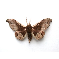 /filer/webapps/moths/media/images/C/cinereomarginata_Sphingomima_A_Revell_01.jpg