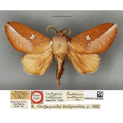 /filer/webapps/moths/media/images/M/malgassica_Callopizoma_HT_BMNH.jpg
