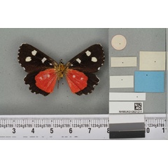 /filer/webapps/moths/media/images/A/arrosa_Rothia_HT_BMNHb.jpg