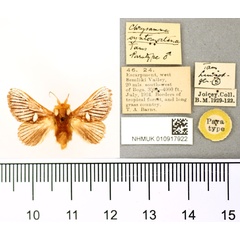 /filer/webapps/moths/media/images/S/syntomoctena_Chrysamma_PT_BMNH.jpg