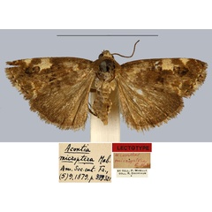 /filer/webapps/moths/media/images/M/microptera_Acontia_LT_MNHN.jpg