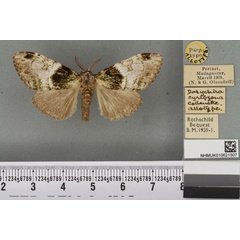 /filer/webapps/moths/media/images/C/cyrtozona_Dasychira_AT_BMNHa.jpg