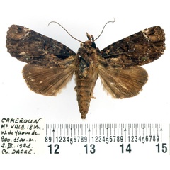 /filer/webapps/moths/media/images/P/polygrapha_Hesperochroa_AF_BMNH.jpg
