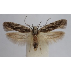 /filer/webapps/moths/media/images/P/permissa_Anarsia_A_Bidzilya.jpg