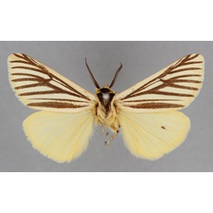 /filer/webapps/moths/media/images/E/euryphlebia_Spilosoma_HT_BMNH.jpg