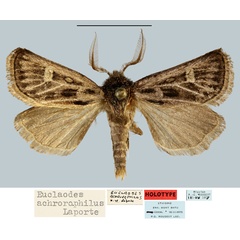 /filer/webapps/moths/media/images/A/achrorophilus_Eucladodes_HT_MNHNa.jpg