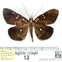 /filer/webapps/moths/media/images/D/disticha_Gracilodes_AM_BMNH.jpg