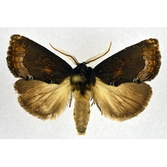 /filer/webapps/moths/media/images/A/afra_Eujansea_AM_NHMO.jpg