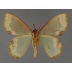 /filer/webapps/moths/media/images/E/explanata_Bathycolpodes_A_ZSM_02.jpg