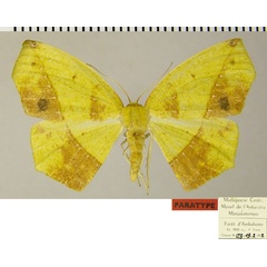 /filer/webapps/moths/media/images/S/silvestris_Epigynopteryx_PTF_ZSM_02.jpg