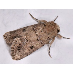 /filer/webapps/moths/media/images/C/cilium_Spodoptera_A_Mazzei.jpg