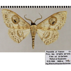 /filer/webapps/moths/media/images/A/asira_Problepsis_AM_ZSM.jpg