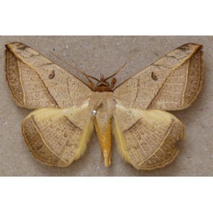 /filer/webapps/moths/media/images/P/pardus_Entomogramma_A_Butler.jpg