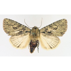 /filer/webapps/moths/media/images/B/basilinea_Archephia_AF_TMSA_02.jpg