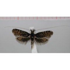 /filer/webapps/moths/media/images/S/siccana_Adela_HT_TMSA.jpg