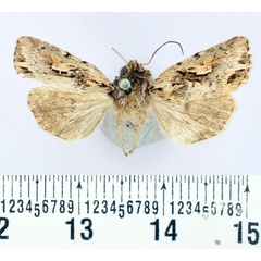 /filer/webapps/moths/media/images/B/betsileo_Maghadena_AM_BMNH.jpg