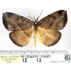 /filer/webapps/moths/media/images/E/endoxantha_Aburina_AM_BMNH_02.jpg