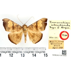 /filer/webapps/moths/media/images/O/ochrodiscata_Enmonodiops_HT_BMNH.jpg