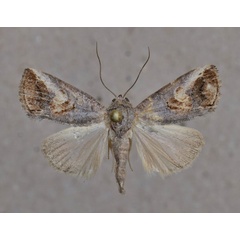 /filer/webapps/moths/media/images/C/curvifera_Bryophilopsis_A_Butler.jpg