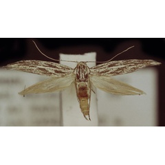 /filer/webapps/moths/media/images/N/nigrogrammella_Scythris_HT_ZMUC.jpg