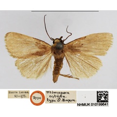 /filer/webapps/moths/media/images/A/asticta_Mimasura_HT_NHMUK.jpg