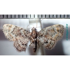 /filer/webapps/moths/media/images/N/nanula_Mesocolpia_AF_Bippus.jpg