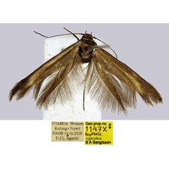 /filer/webapps/moths/media/images/U/ugandica_Scythris_HT_BMNH_NreXQBr.jpg
