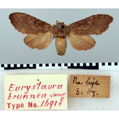 /filer/webapps/moths/media/images/B/brunnea_Eurystaura_AT_TMSA.jpg