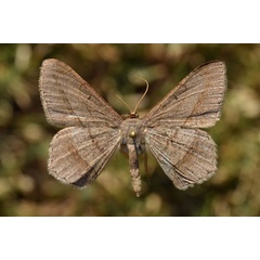 /filer/webapps/moths/media/images/K/kilimanjarensis_Chiasmia_A_Butler.jpg