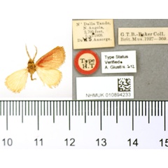/filer/webapps/moths/media/images/R/rosea_Macroplectra_HT_BMNH.jpg