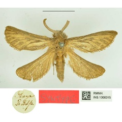 /filer/webapps/moths/media/images/L/libania_Bombyx_STM_RMNH_01.jpg