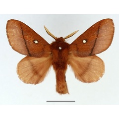 /filer/webapps/moths/media/images/M/merina_Phoenicladocera_AM_Basquin_02.jpg