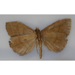 /filer/webapps/moths/media/images/U/uncinata_Aburina_HT_RMCA_02.jpg