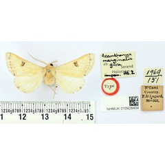 /filer/webapps/moths/media/images/G/gilva_Acanthonyx_HT_BMNH.jpg