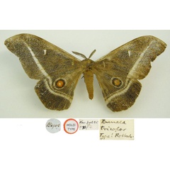 /filer/webapps/moths/media/images/T/tricolor_Bunaea_HT_NHMUKa.jpg