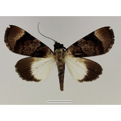 /filer/webapps/moths/media/images/B/bipunctata_Audea_AF_Basquin_01.jpg
