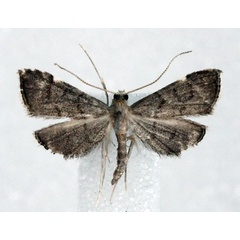 /filer/webapps/moths/media/images/G/grisealis_Deuterophysa_AM_Agassiz.jpg