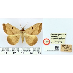 /filer/webapps/moths/media/images/P/pseudopardalis_Entomogramma_HT_BMNH.jpg