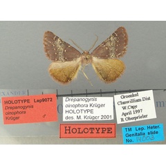 /filer/webapps/moths/media/images/O/oinophora_Drepanogynis_HT_TMSA.jpg