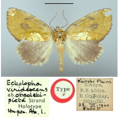 /filer/webapps/moths/media/images/O/obsoletipicta_Ectolopha_HT_BMNH.jpg