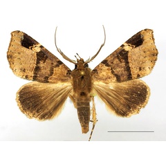 /filer/webapps/moths/media/images/P/pectinicornis_Euheterospila_AM_Basquin.jpg