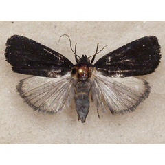 /filer/webapps/moths/media/images/N/nigerrima_Callyna_A_Butler.jpg